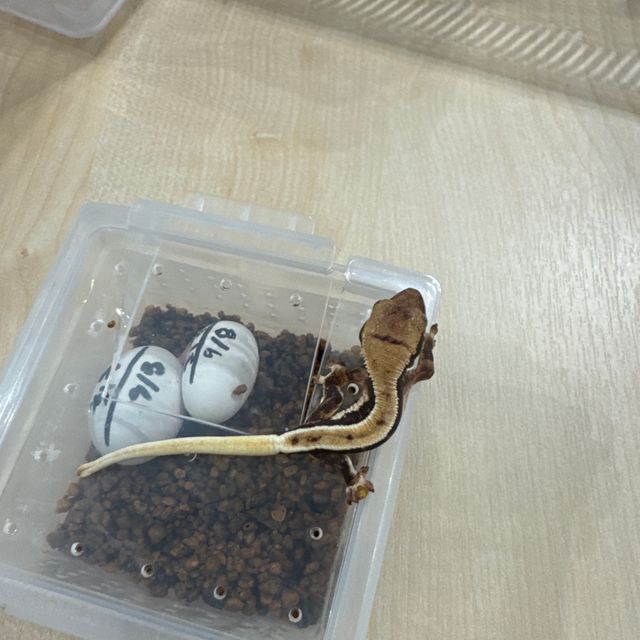 릴리화이트