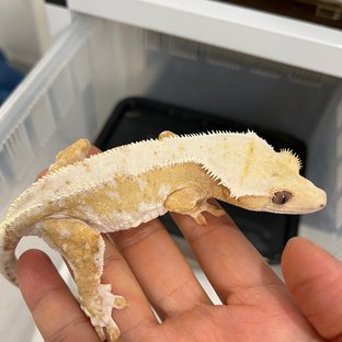 릴리화이트 옐로우 크림시클