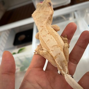 노멀 크림 크림시클 옐로우