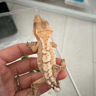 노멀 크림시클 옐로우 크림