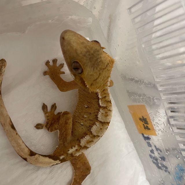 노멀 옐로우 크림 크림시클