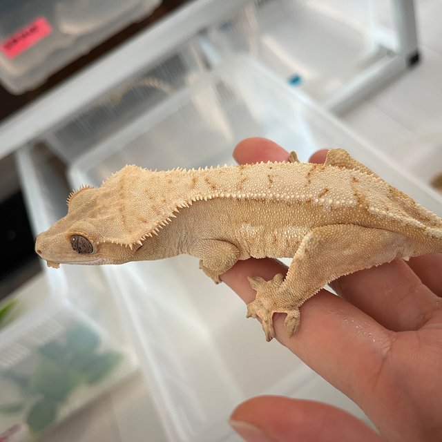 노멀 크림 크림시클 옐로우