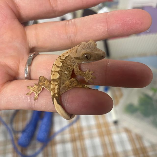 노멀 옐로우 크림시클 크림