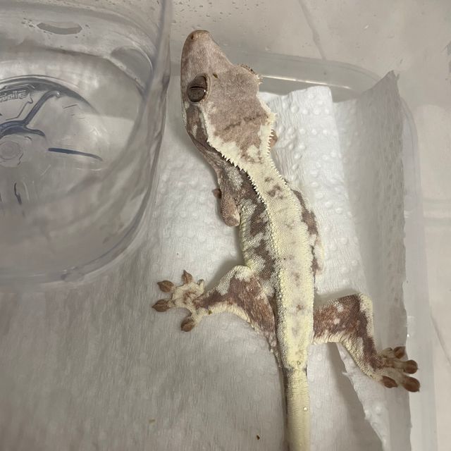프라푸치노
