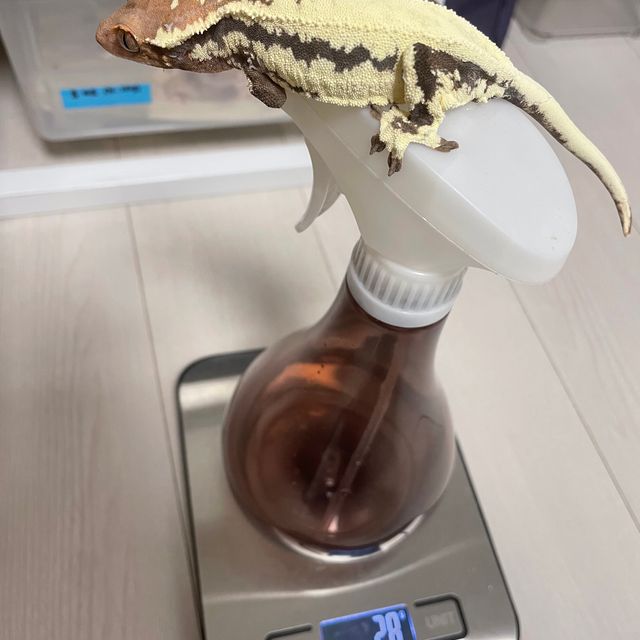 프라푸치노
