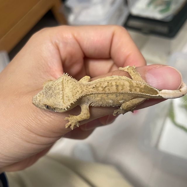 노멀 옐로우