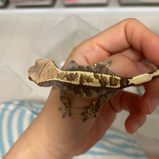 카푸치노
