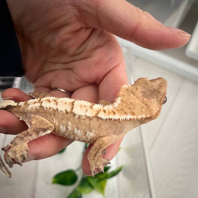 노멀 크림시클 옐로우 크림