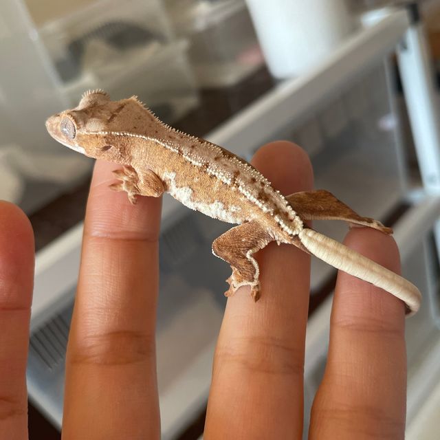 릴리화이트 크림시클 옐로우