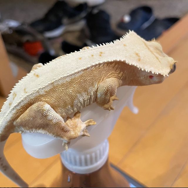 릴리화이트 옐로우 크림시클 크림
