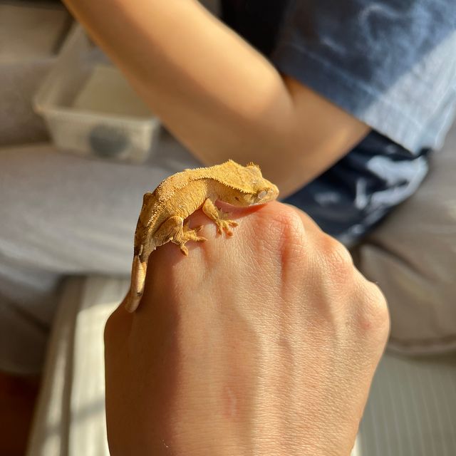 노멀 옐로우 크림시클