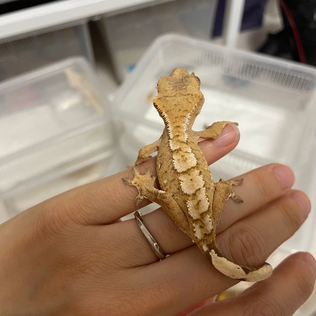 노멀 옐로우 크림 크림시클