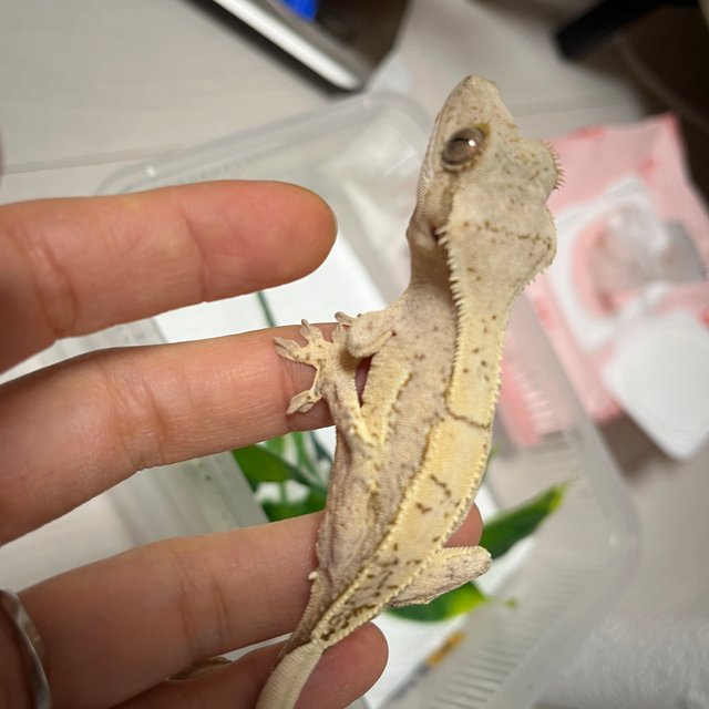 노멀 옐로우 크림시클 크림