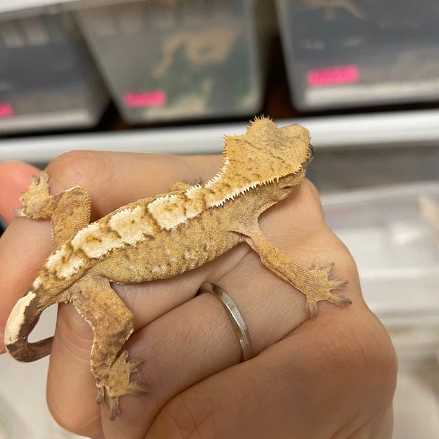 노멀 옐로우 크림 크림시클