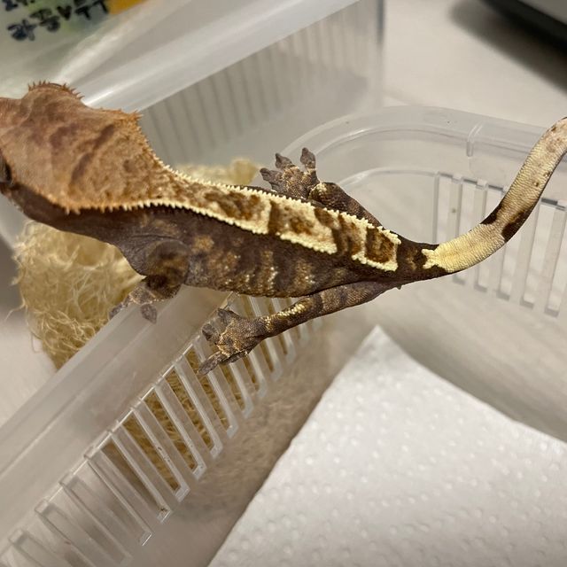 카푸치노