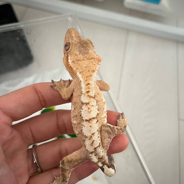 노멀 크림시클 옐로우 크림