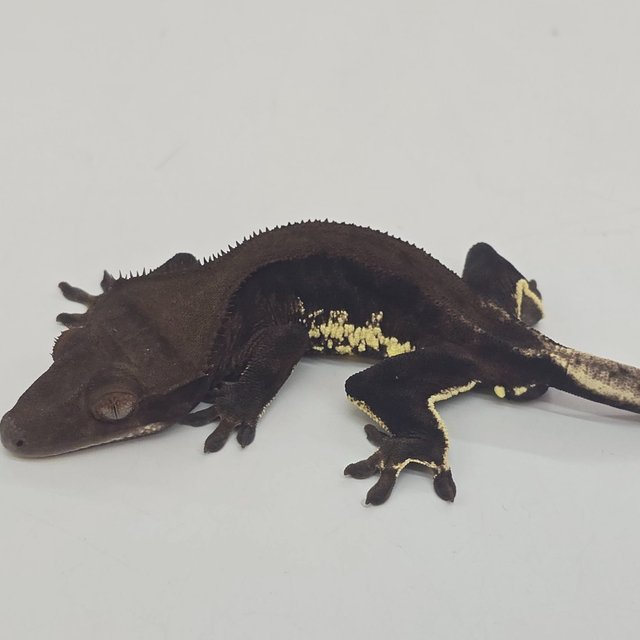 다크 챠콜 팬텀 릴리화이트