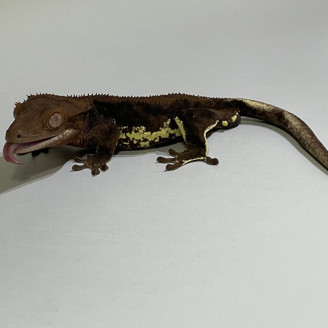 다크 챠콜 팬텀 릴리화이트