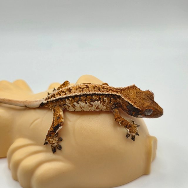 노멀 텐저린 트라이 익스트림할리퀸