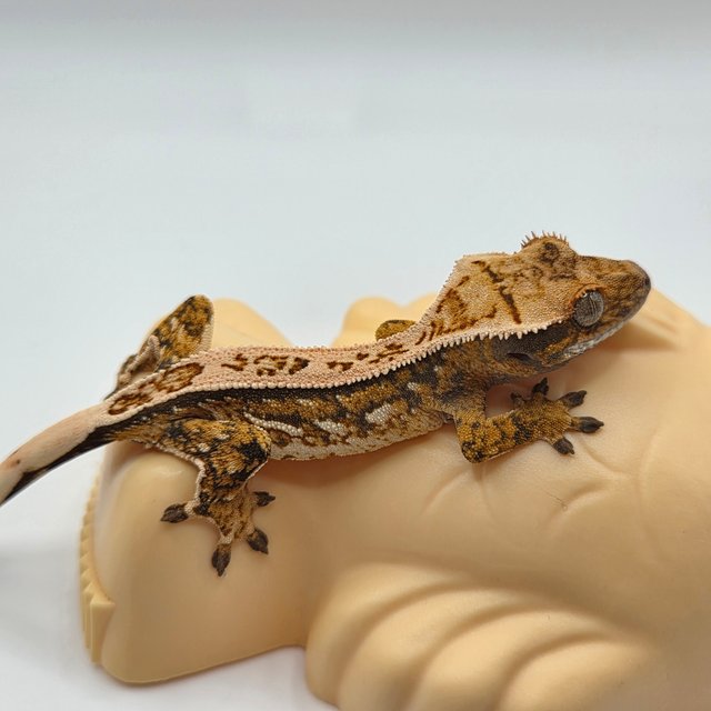 노멀 쿼드 핀스트라이프