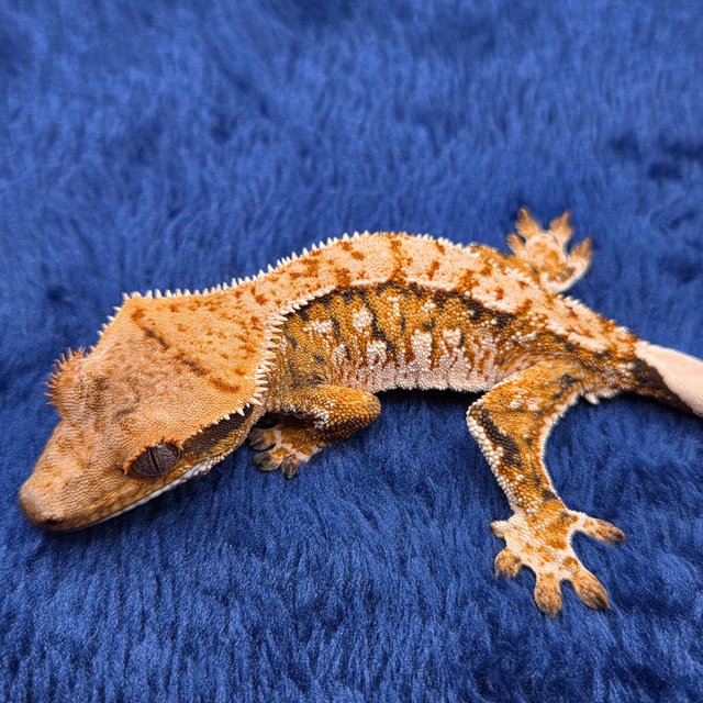 노멀 트라이 익스트림할리퀸