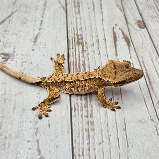 노멀 트라이 익스트림할리퀸