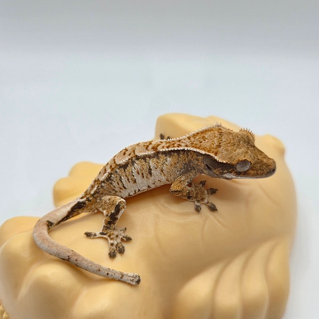 노멀 트라이 익스트림할리퀸