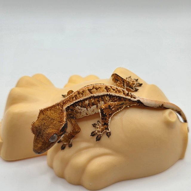 노멀 텐저린 트라이 익스트림할리퀸