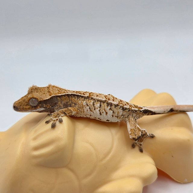 노멀 트라이 익스트림할리퀸