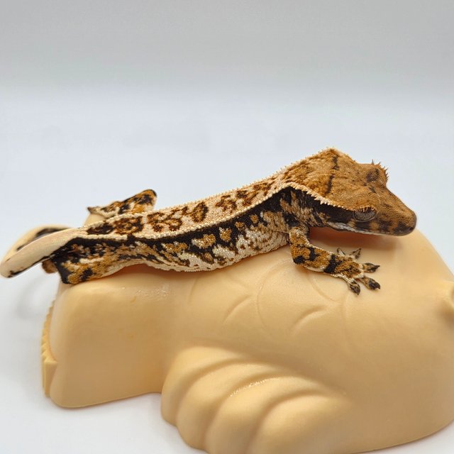 노멀 쿼드 핀스트라이프