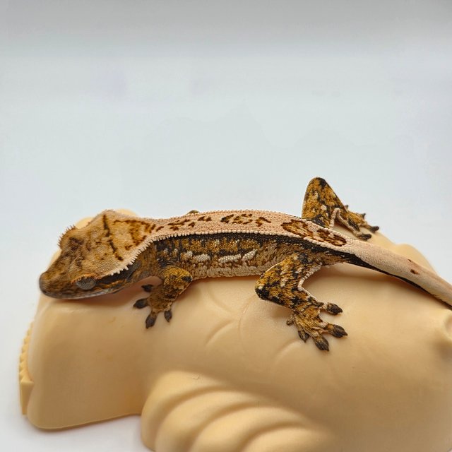 노멀 쿼드 핀스트라이프