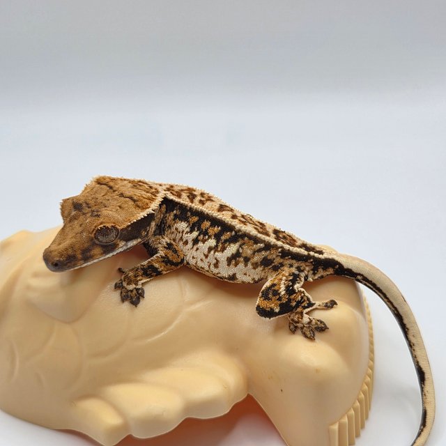 노멀 쿼드 핀스트라이프