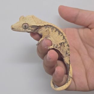 노멀 화이트 옐로우