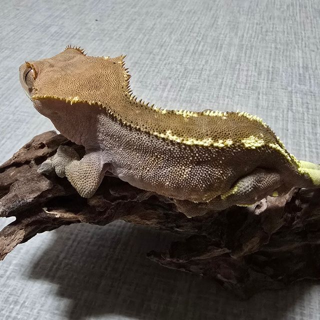 카푸치노