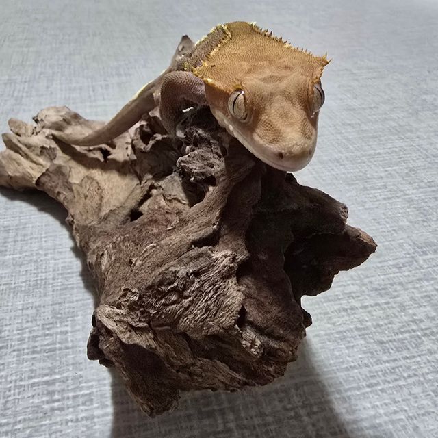카푸치노
