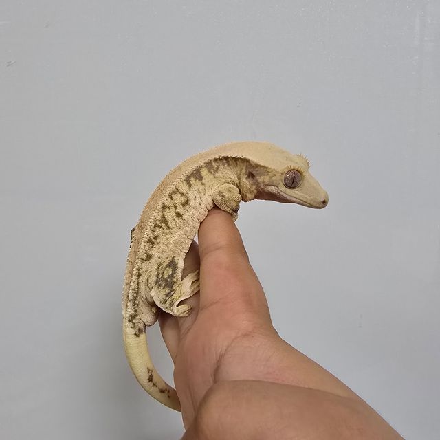 릴리화이트