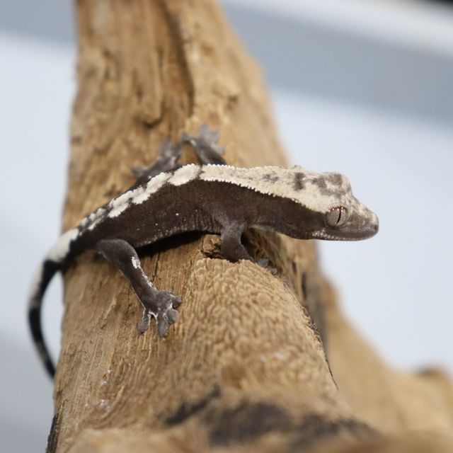 아잔틱