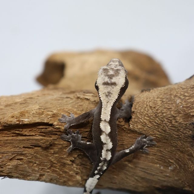 아잔틱