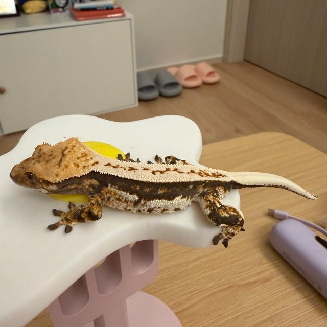 노멀 쿼드 풀핀