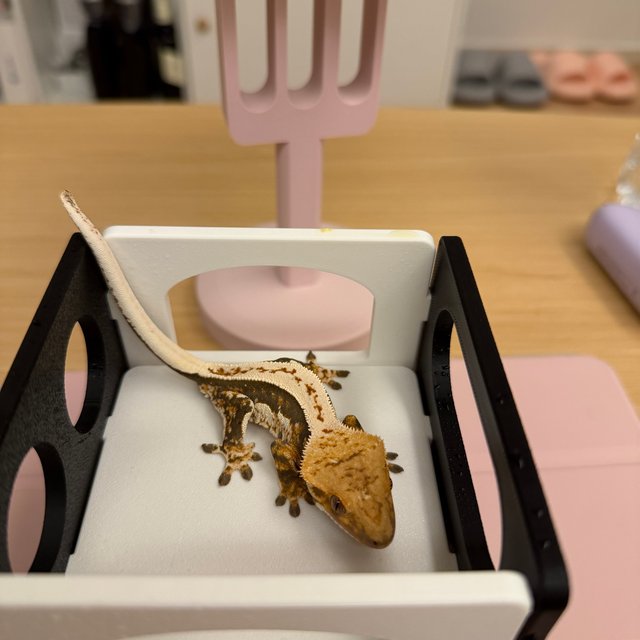 노멀 쿼드 풀핀