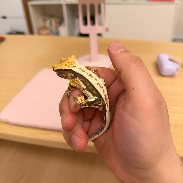 노멀 쿼드 풀핀