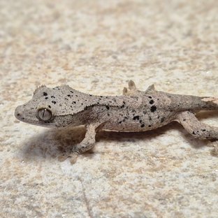 달마시안 슈퍼달마시안