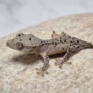 슈퍼달마시안 달마시안