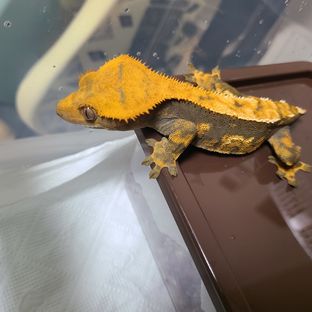 캔디