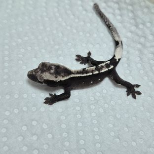 아잔틱