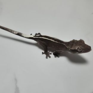 아잔틱