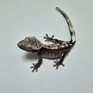 아잔틱