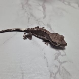 아잔틱