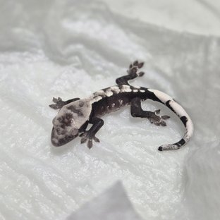 AD7-4