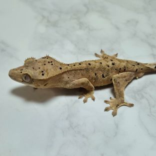 달마시안